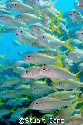 School of goat fish coming my way by Stuart Ganz 